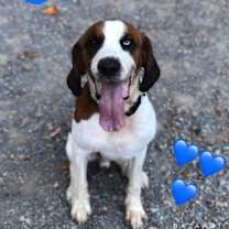 Thumbnail photo of Boone #3