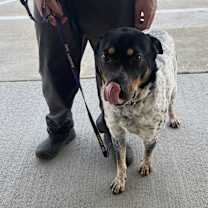 Thumbnail photo of Spike #2