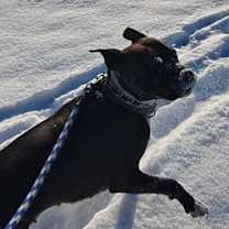 Thumbnail photo of Phoenux #2