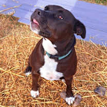 Thumbnail photo of Phoenux #3