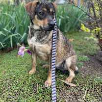 Thumbnail photo of Olive #2