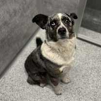 Thumbnail photo of Kittle #1