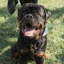 Thumbnail photo of Remi #1