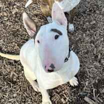 Thumbnail photo of Gracie Holly #3