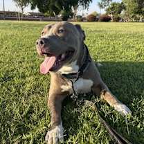 adopt-pet