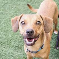 adopt-pet