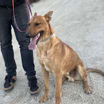 Thumbnail photo of Dingo #1