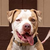 Thumbnail photo of Fifi - Foster or Adopt Me! #3