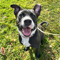adopt-pet
