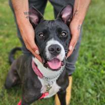 Thumbnail photo of Joan Jett #3