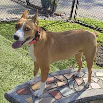 Thumbnail photo of Shy #2