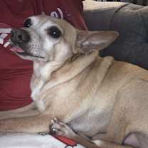 Thumbnail photo of Lewis [bonded to Steve] #3