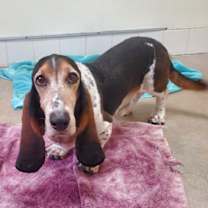 Thumbnail photo of Rambo #2