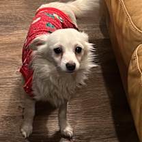 Thumbnail photo of Snowy #2