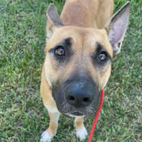 Thumbnail photo of Laika #1