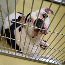 Thumbnail photo of Sugar Moo #2