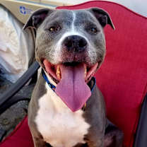 Thumbnail photo of Odin #4