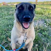 Thumbnail photo of Helgi #1