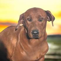 Thumbnail photo of Otter #1