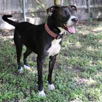 Thumbnail photo of Loki #1