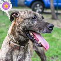 Thumbnail photo of Cora #1