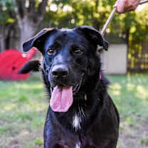 Thumbnail photo of Duke #2