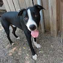 Thumbnail photo of Bo #2