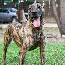 Thumbnail photo of Cora #2