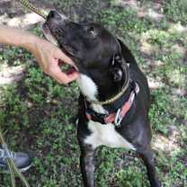 Thumbnail photo of Loki #3