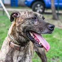 Thumbnail photo of Cora #3