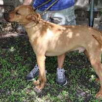 Thumbnail photo of Sulley #3