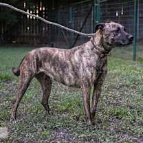 Thumbnail photo of Cora #4