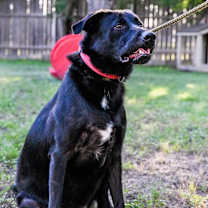 Thumbnail photo of Duke #4