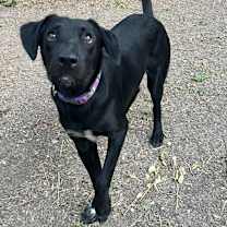 Thumbnail photo of Mosley #2