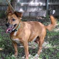 Thumbnail photo of Auggie #3