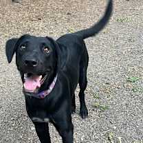 Thumbnail photo of Mosley #3