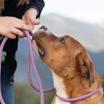 Thumbnail photo of Spanky #1