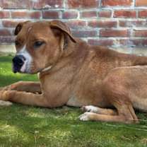 Thumbnail photo of Spanky #2