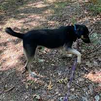 Thumbnail photo of Winston #4