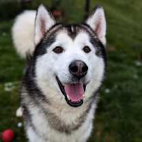 Thumbnail photo of Rocky #1