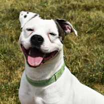 Thumbnail photo of Patton #3