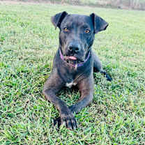 Thumbnail photo of Blaze #2