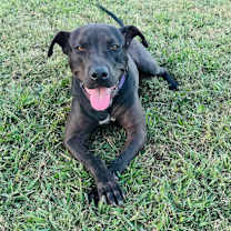 Thumbnail photo of Blaze #3