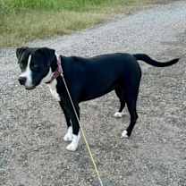 Thumbnail photo of Sammy #3