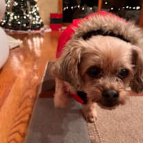 Thumbnail photo of Ella -MISSING #1