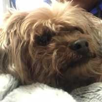 Thumbnail photo of Ella -MISSING #2