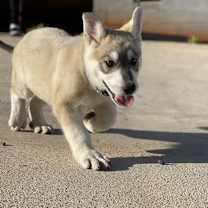 Thumbnail photo of Hati - MISSING #2