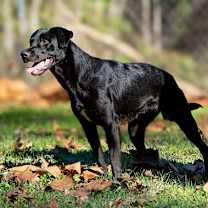 Thumbnail photo of Xena Too #1