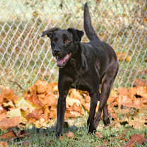 Thumbnail photo of Xena Too #3