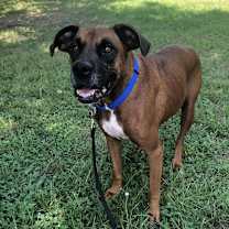 Thumbnail photo of Bo #1